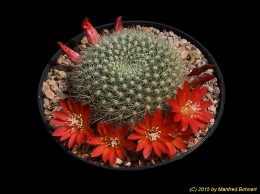 Rebutia xanthocarpa WR769 1778